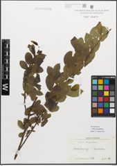 Foto von Salix myrsinifolia Salisb.